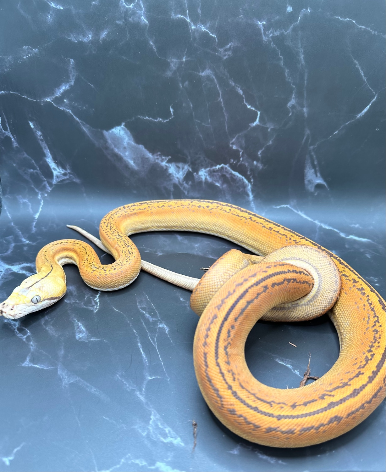 Venomous Truth: What Reticulated Pythons Really Hide - auoqllx