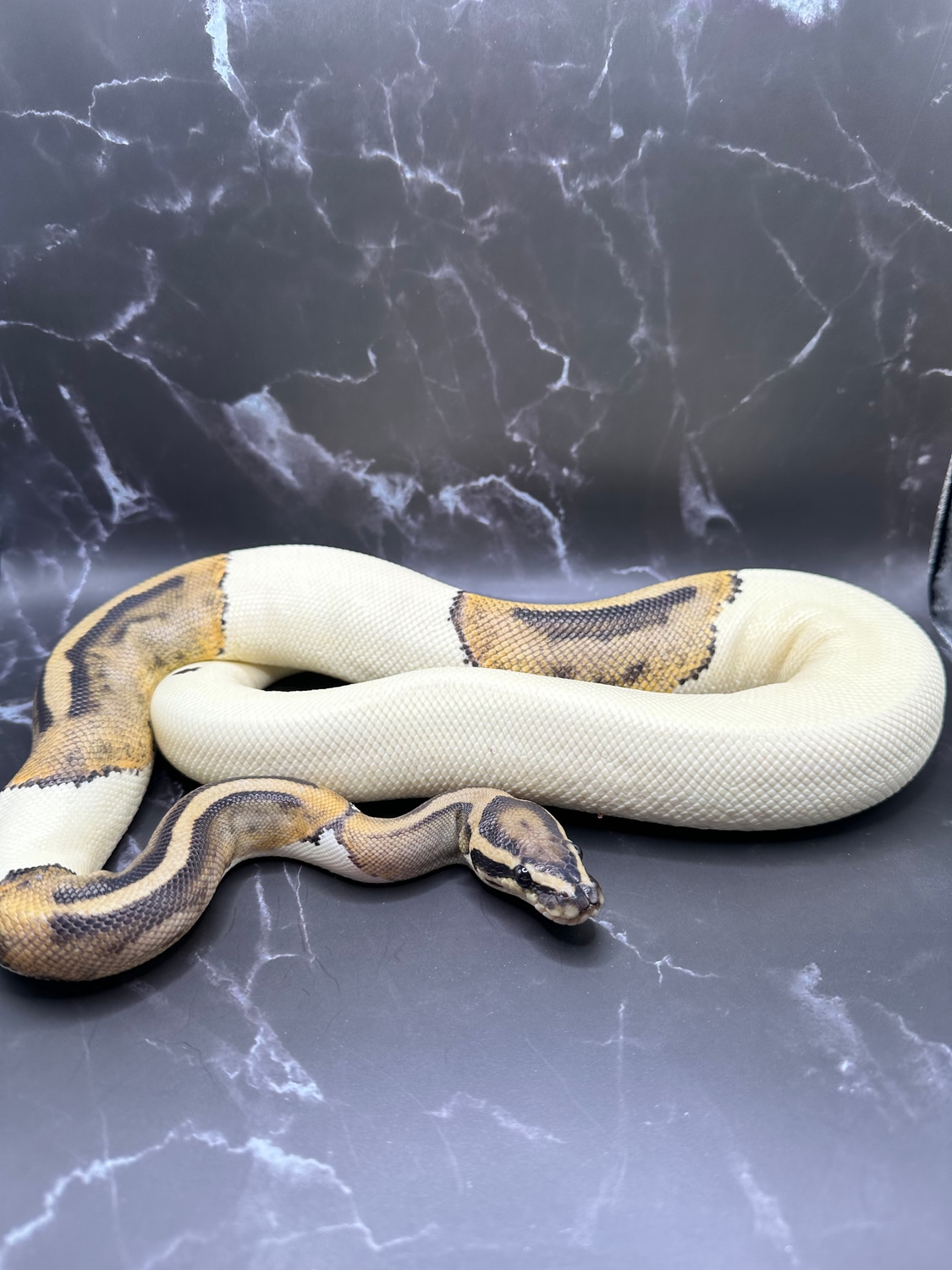 Pied+ Ball Python by Dave's Danger Noodles - MorphMarket