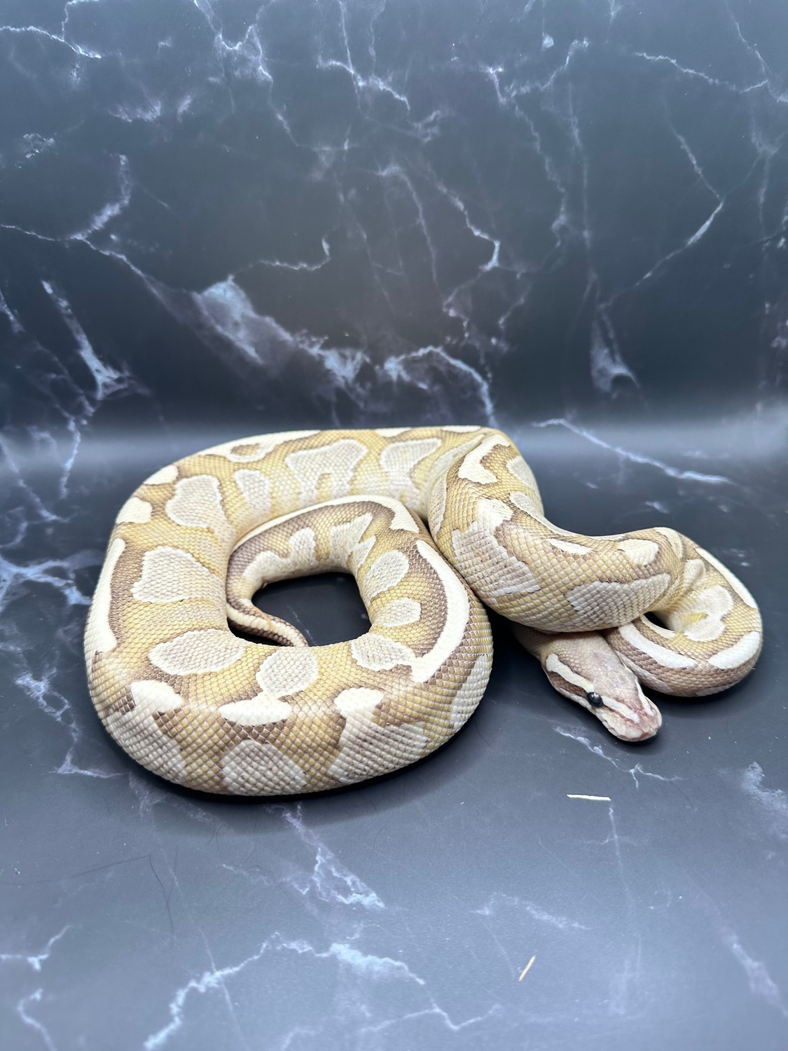 Nuclear Ball Python by Dave’s Danger Noodles - MorphMarket