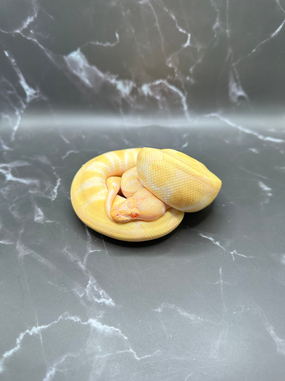 Albino Enchi Ball Python by Dave’s Danger Noodles - MorphMarket