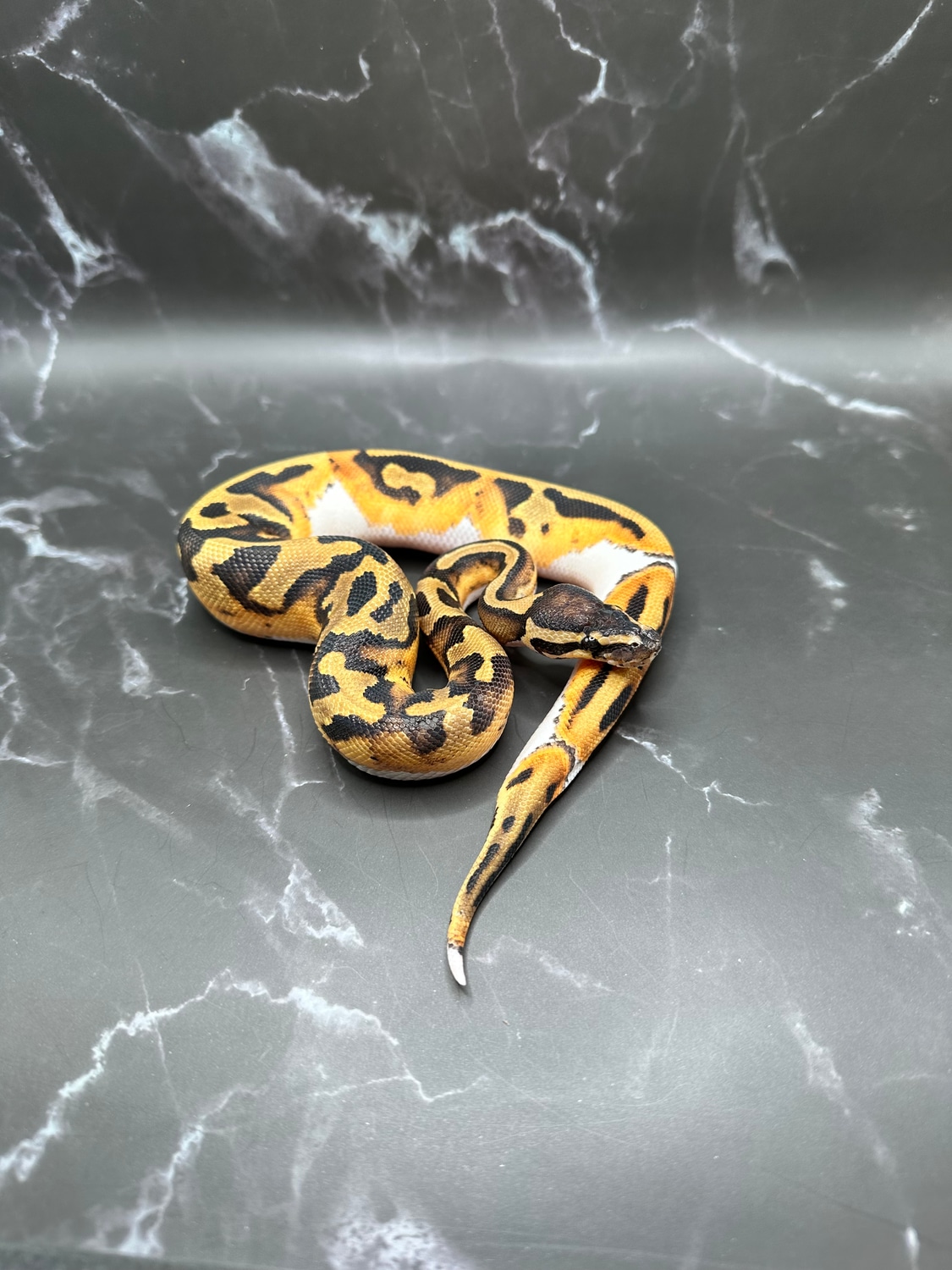 Pied Ball Python by Dave’s Danger Noodles - MorphMarket