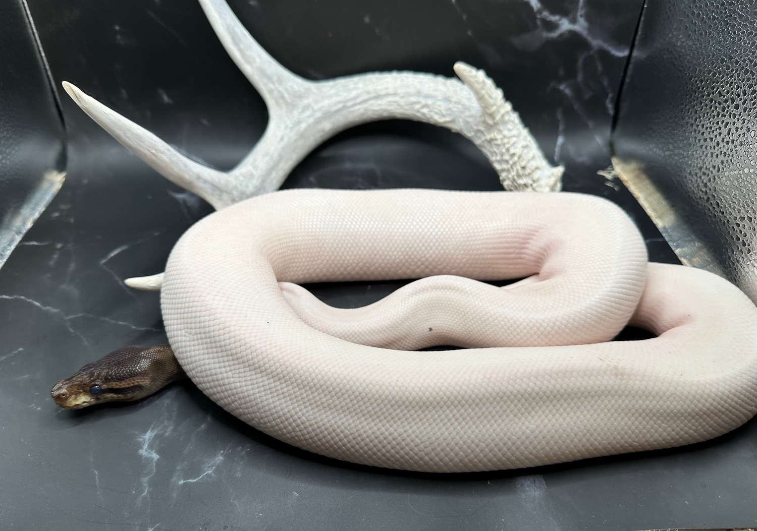 Cinnamon Pied Ball Python by Dave’s Danger Noodles - MorphMarket