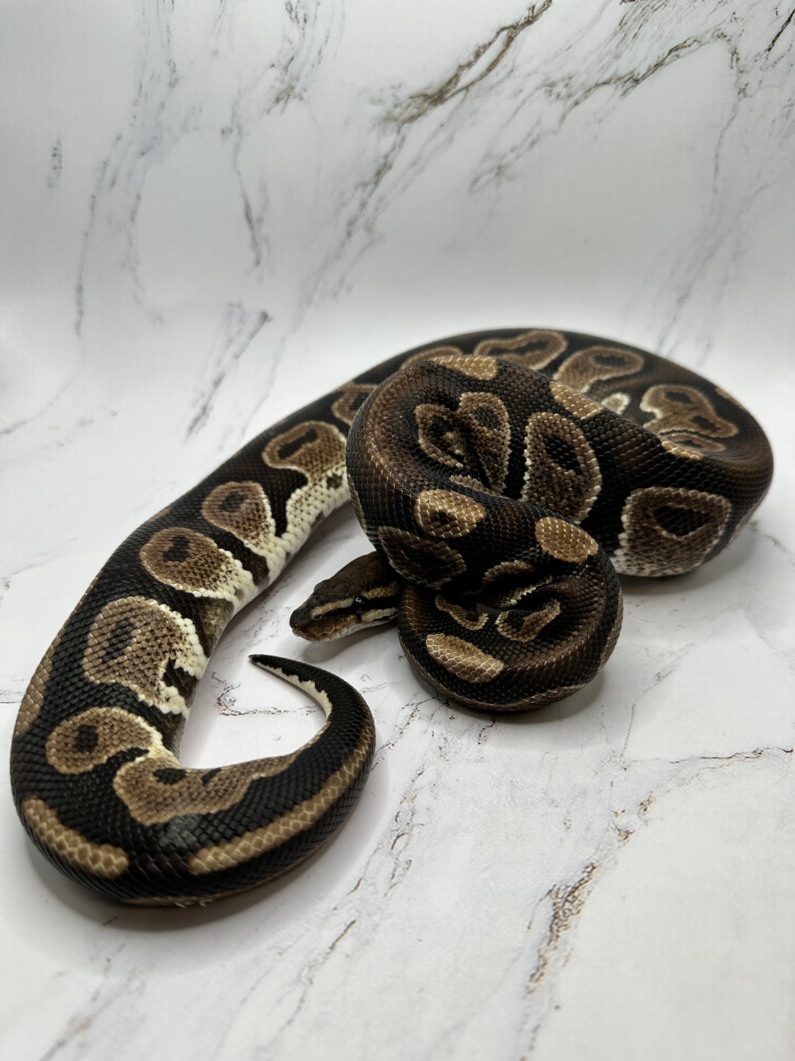 Raven Het Albino Ball Python by Dave’s Danger Noodles - MorphMarket