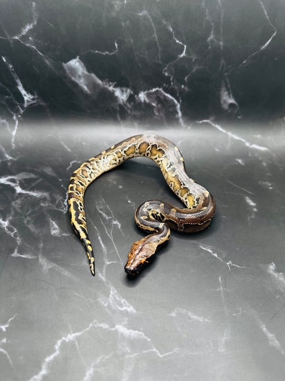 Sumatran Short Tail *FREE SHIPPING!* Sumatran Short-Tailed Python by ...