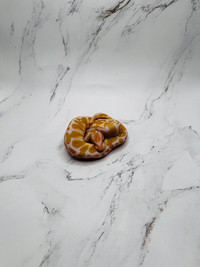 Candy *FREE SHIPPING* Ball Python by Dave’s Danger Noodles