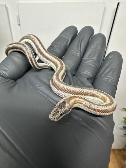 melanistic-bay-of-la-rosy-boa-by-scalebellies