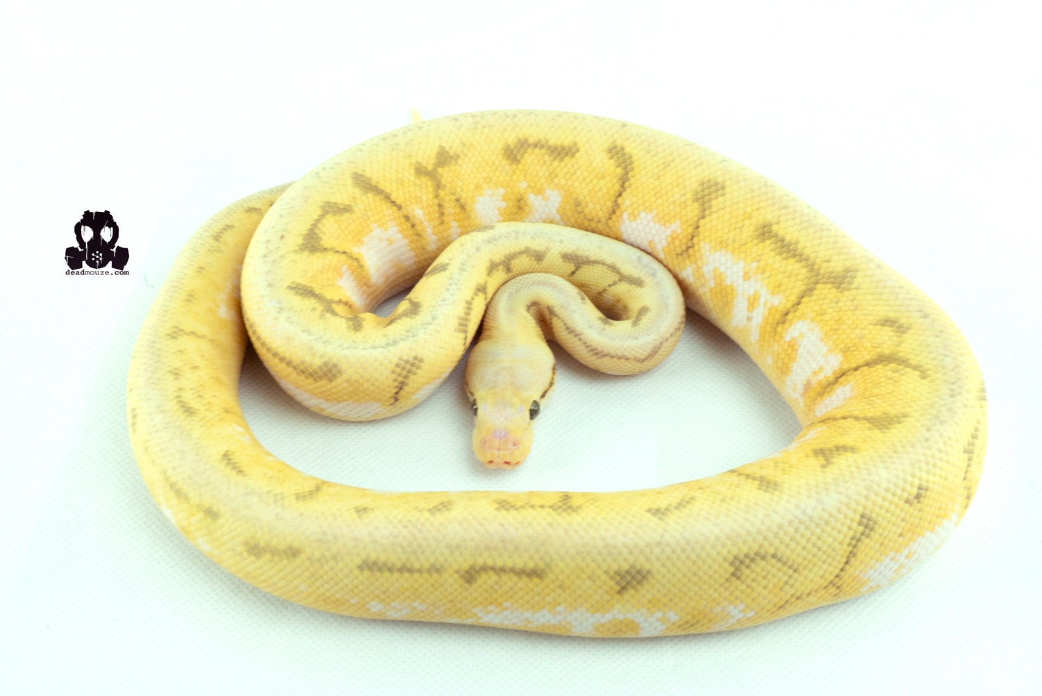 Super Pastel Spider Pinstripe Pos Yellow Belly 50% Het Pied Ball Python ...