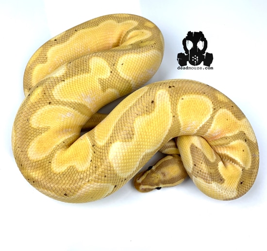 Coral Glow/banana Orange Dream Yellow Belly 66% Het Piedbald Ball ...