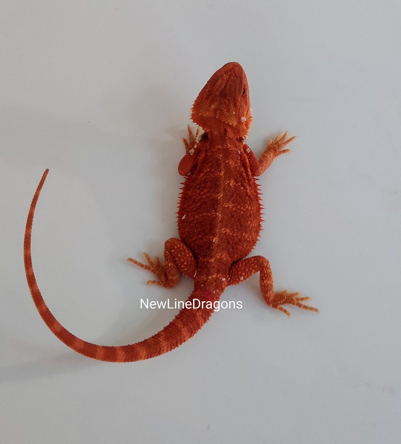 Extreme Red Hypo Trans Central Bearded Dragon by NewLineDragons
