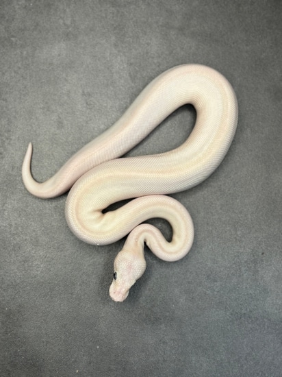 Red Pupil BEL Ball Python by Deadwoods Reptiles