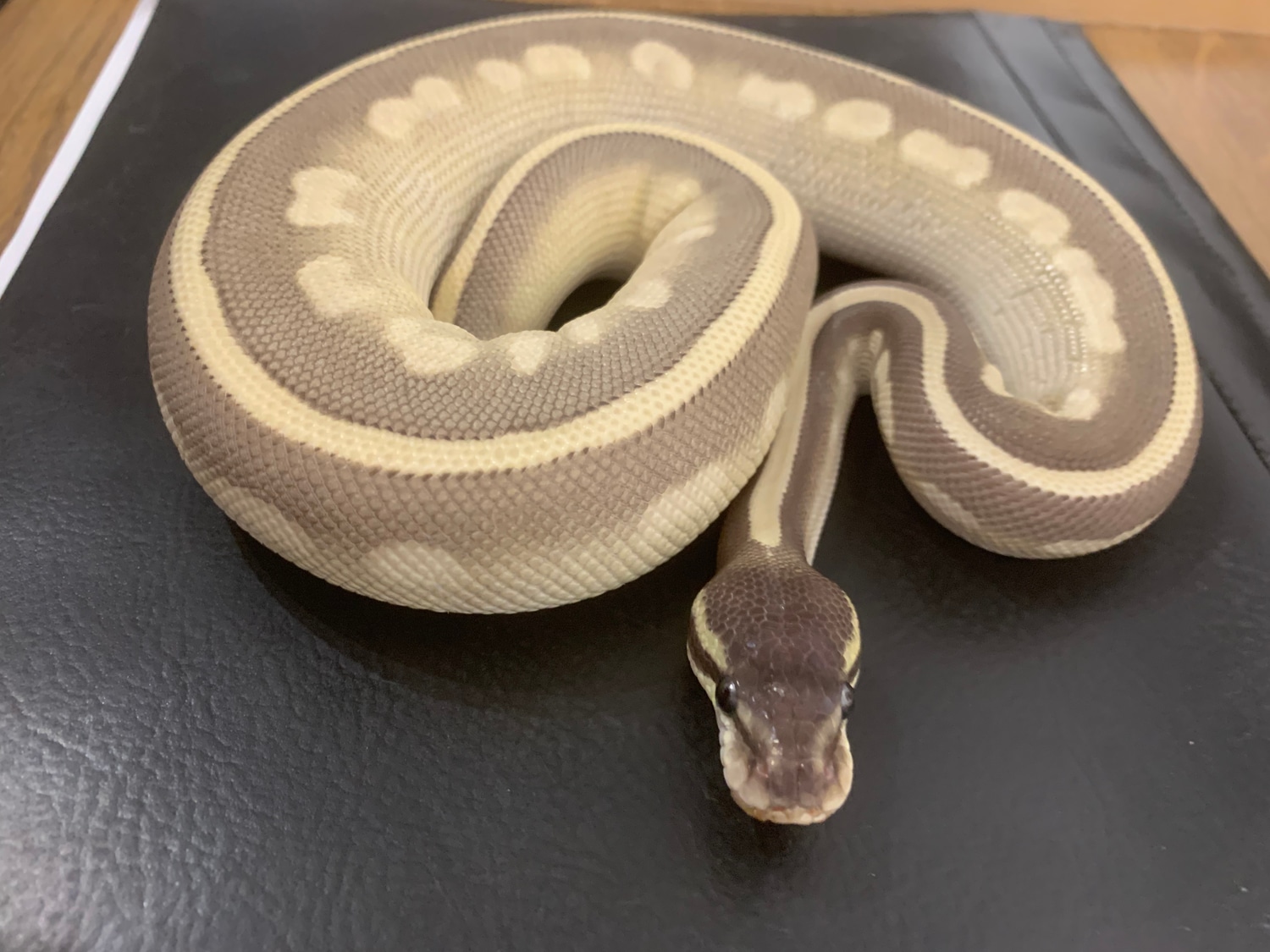 Purple Passion Ball Python by Pembrokeshire_Reptiles - MorphMarket
