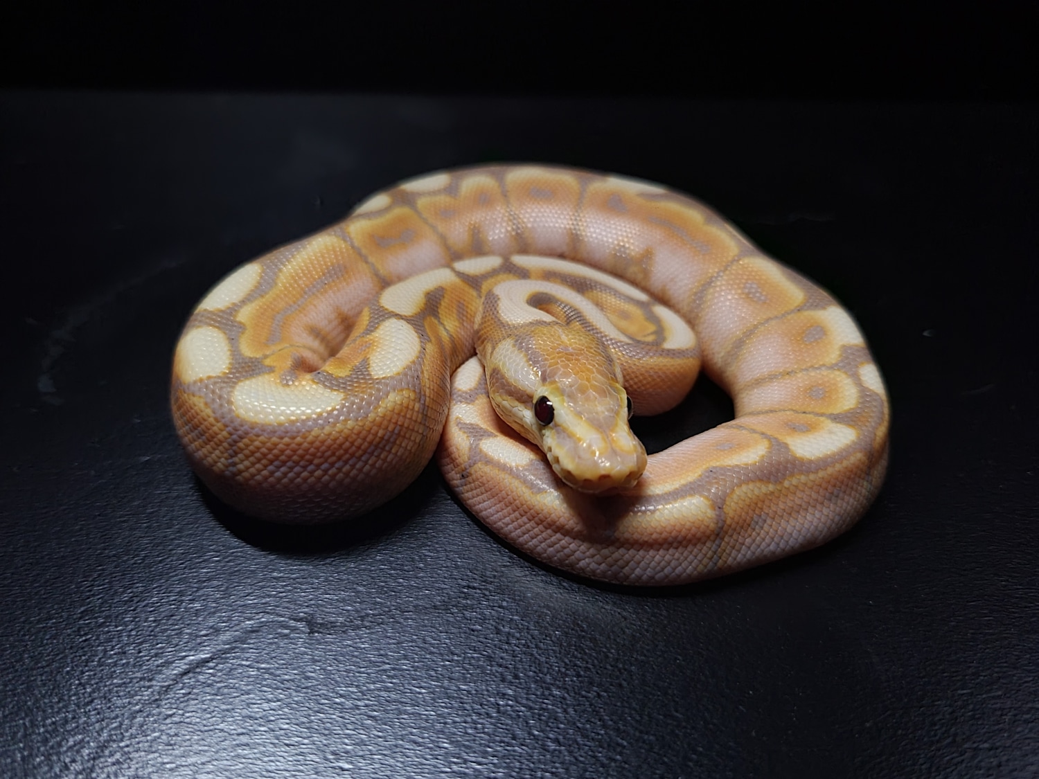 Banana Spider Cinnamon Poss Yb Ball Python by Weilandreptiles MorphMarket