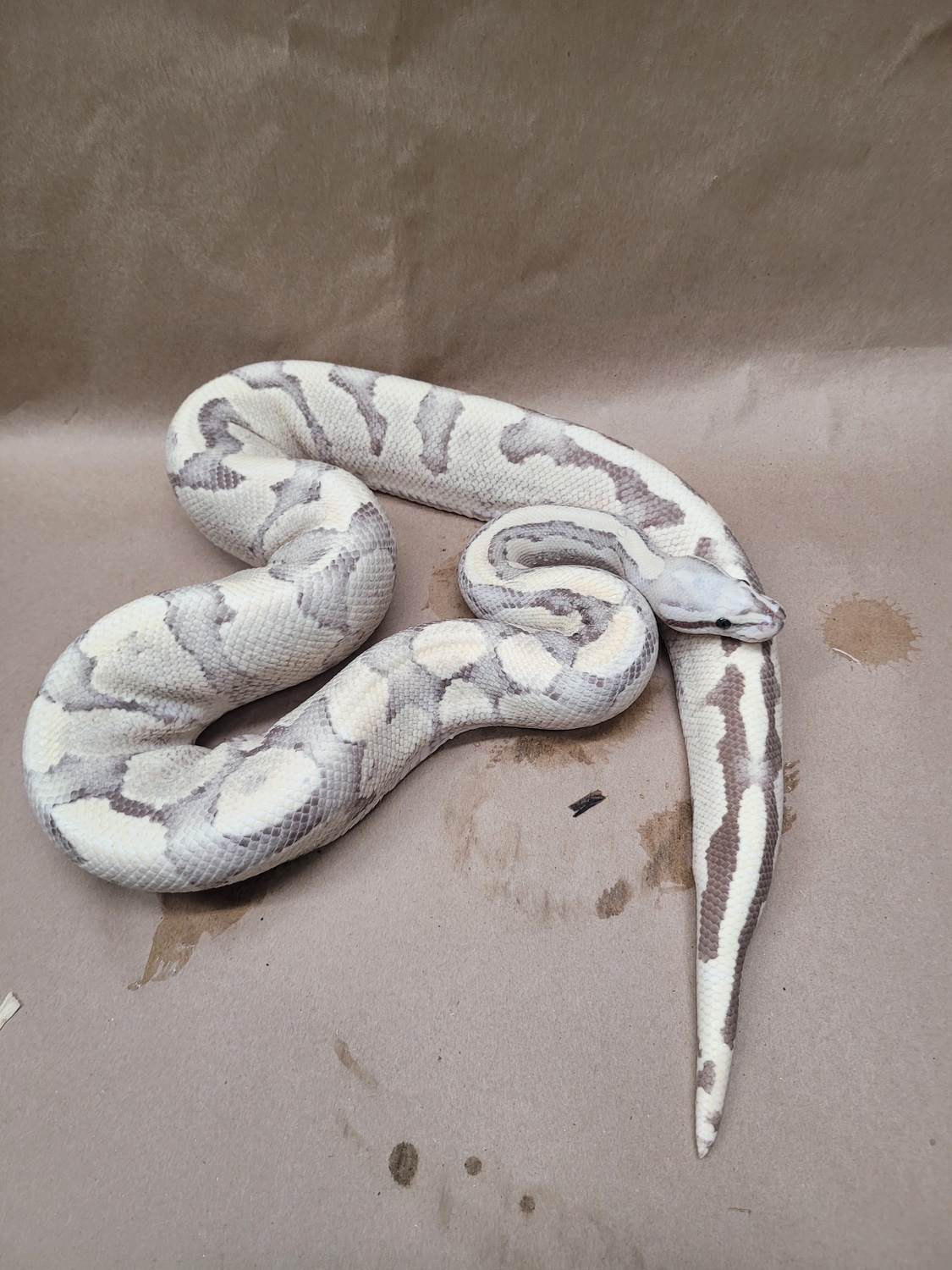 Vanilla Cream Ball Python by Weilandreptiles MorphMarket