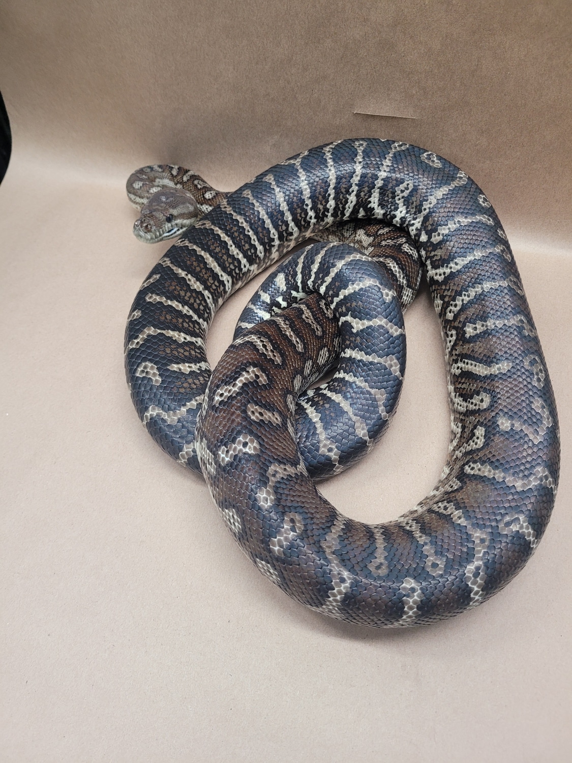 Bredli Python Centralian Carpet Python by Weilandreptiles - MorphMarket