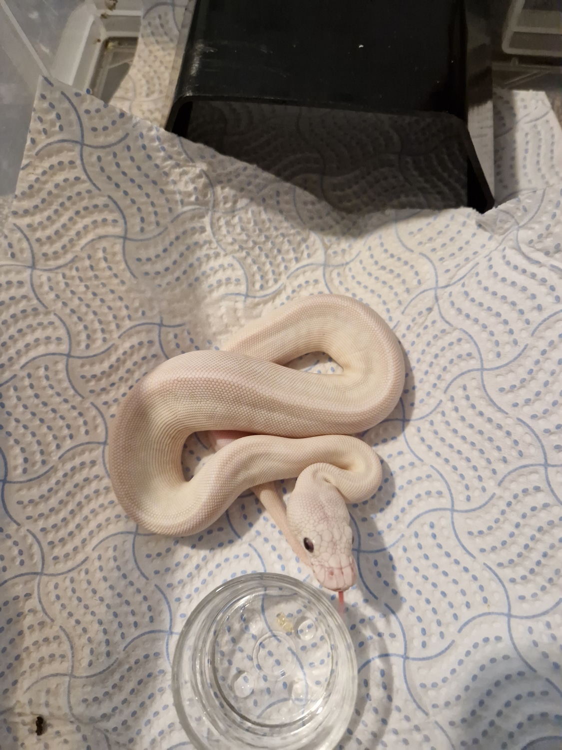 Super Lesser (Bel) Leopard Pastel Clown Pos Het DG Ball Python by Lad ...