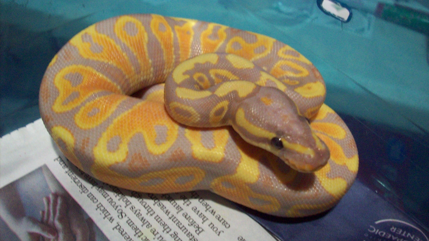 Banana Yellow Belly Ball Python by Debs Exotics MorphMarket