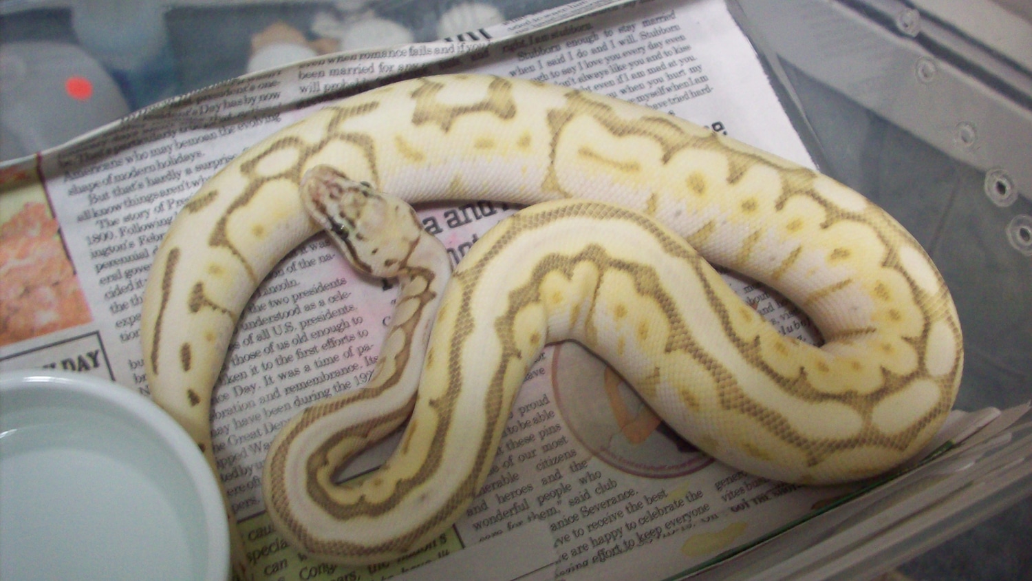 Bumblebee Butter Ghost Ball Python by Debs Exotics - MorphMarket