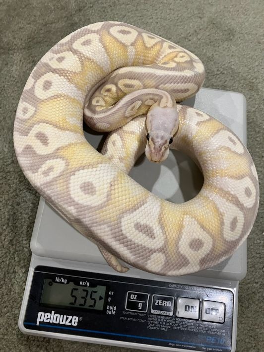 Orange Banna Ball Python Banana Orange Dream Pastel Ball Python by Debs Exotics - MorphMarket