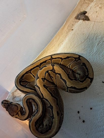 Hurricane Pinstripe Ball Python by Deckers reptiles and rodents
