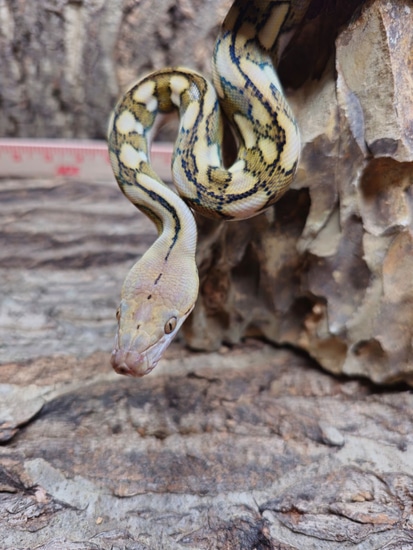 Super Dwarf Reticulated Python by Reptile Junction