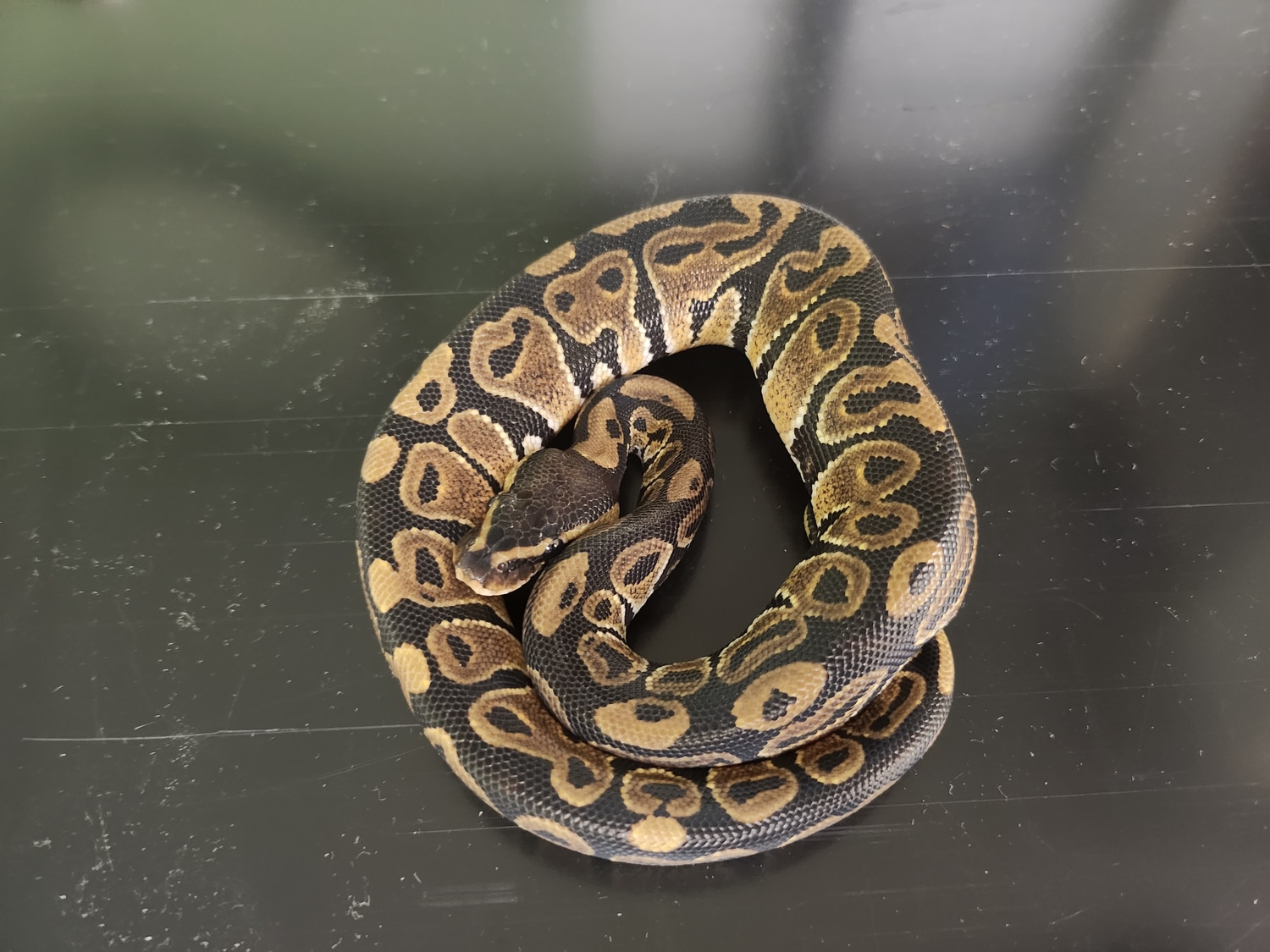 Wholesale Hets Ball Python by Billiards Balls MorphMarket