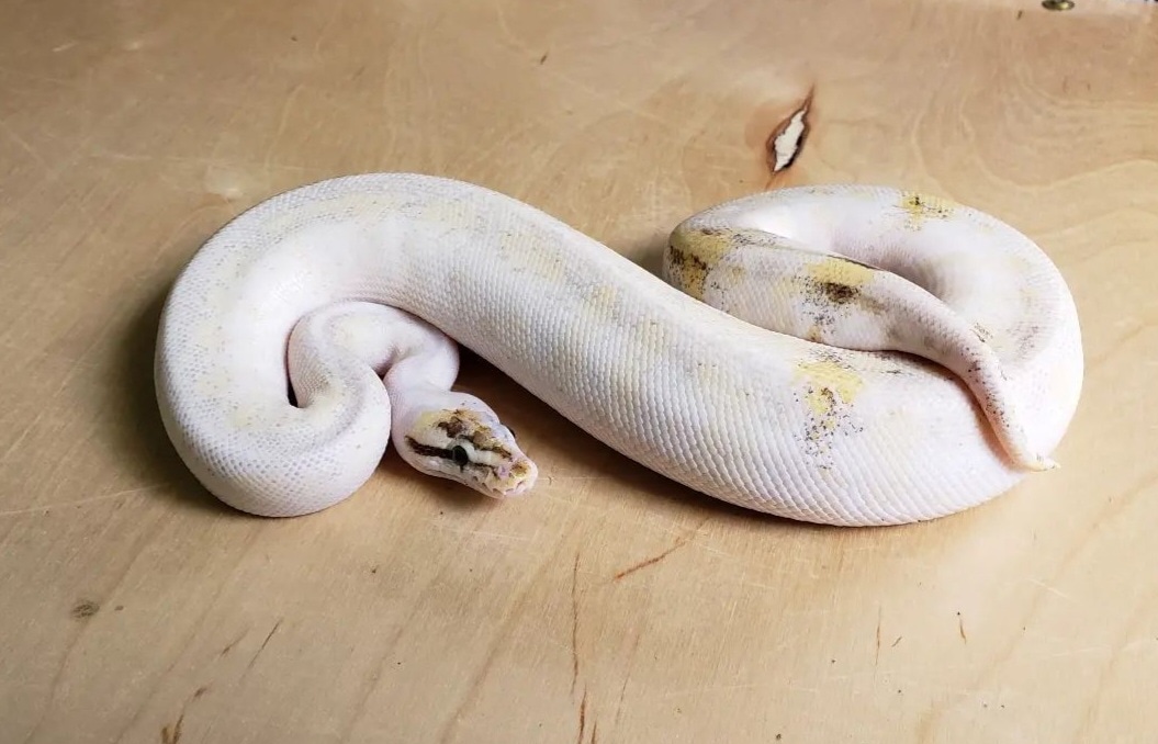 Ivory /Spider / Paradox Ball Python by Billiards Balls MorphMarket