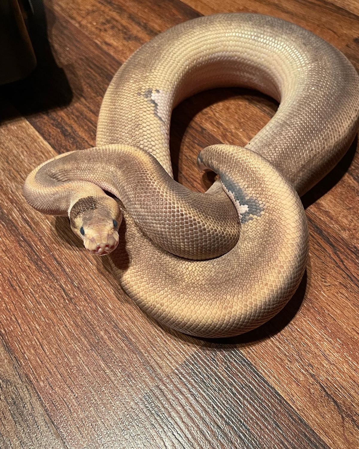 Cinnamon Champagne Ball Python by Doyle Exotics - MorphMarket