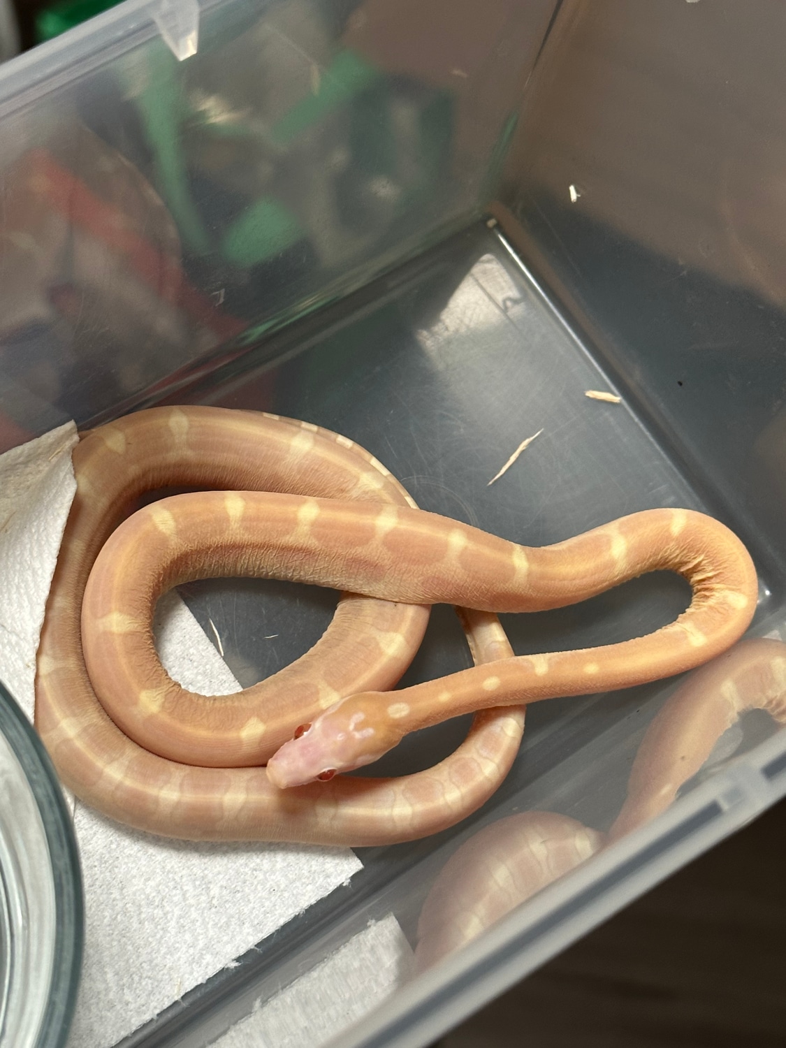 Butter Scaleless Het Palmetto Corn Snake by Best Reptiles MorphMarket