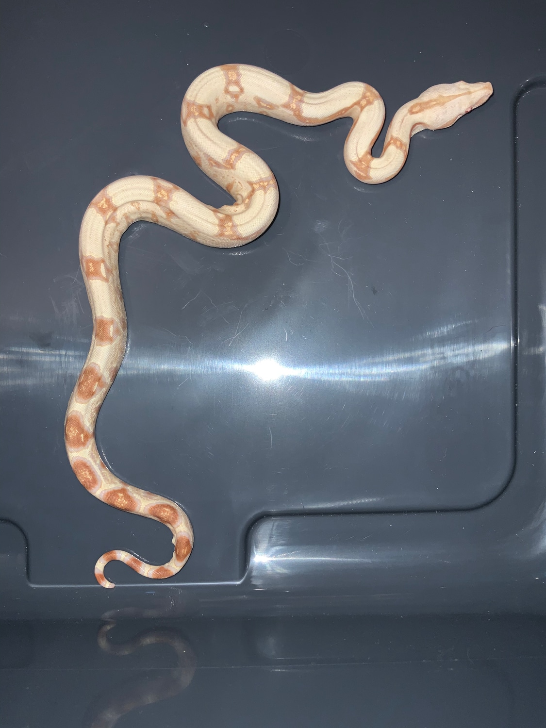 Sharp Albino Boa Constrictor by Luke’s Boas MorphMarket