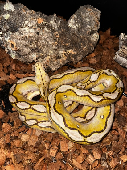 Sunfire Platinum Retic - Pos Super Dwarf (Honey Island) Reticulated ...