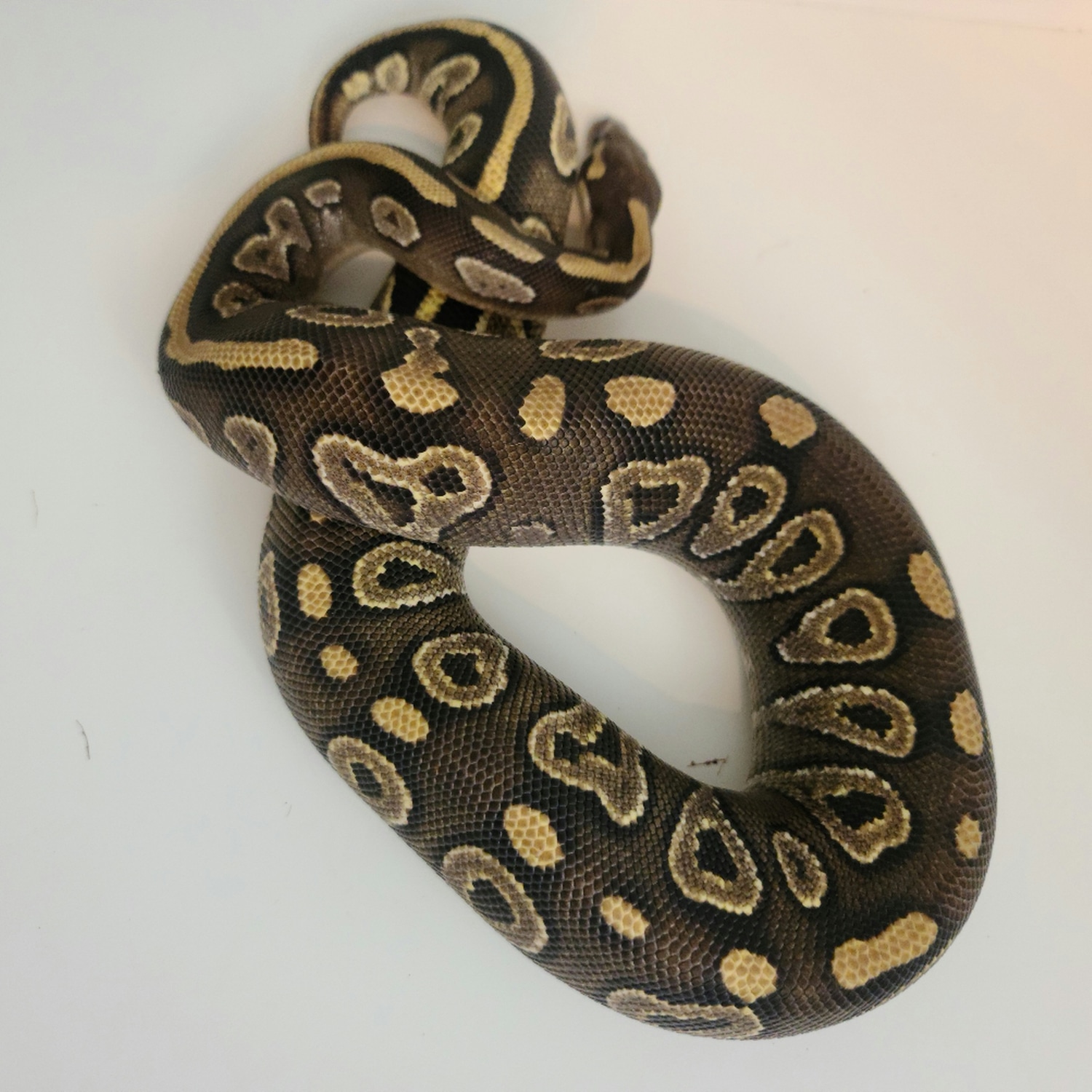 Mojave (Poss High Blush; In Shed) Ball Python by DeHart Reptile Design
