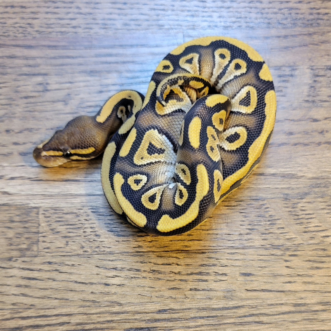 High Blush Mojave Yellowbelly Ball Python by DeHart Reptile Design