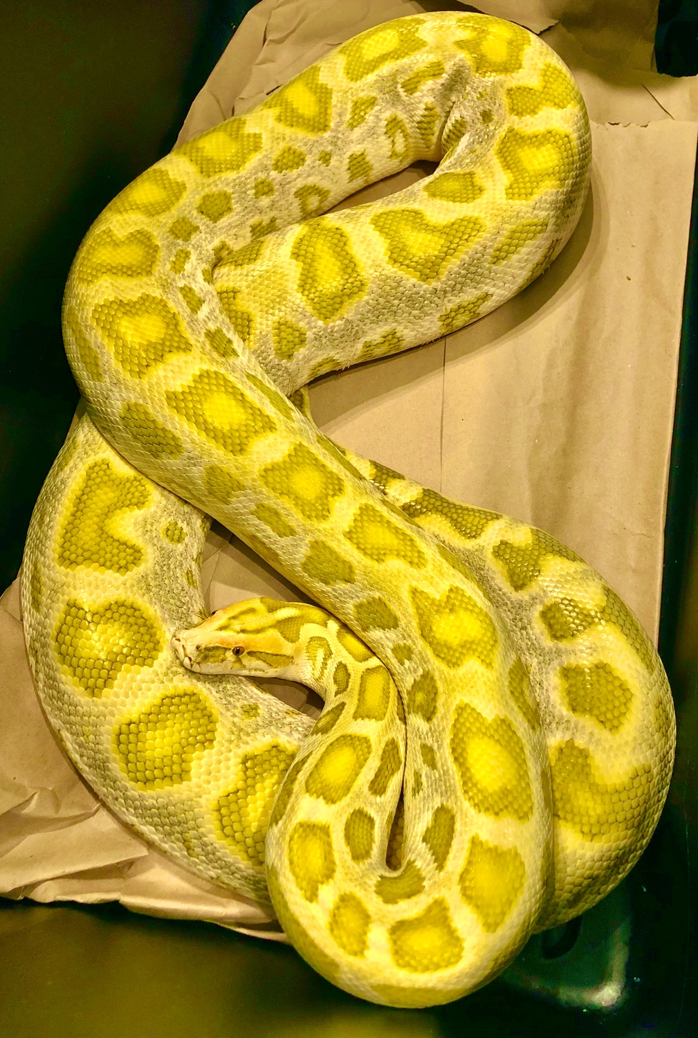 Hypo Sri Lankan Cross DH Albino Green Burmese Python by Solid Snakes ...