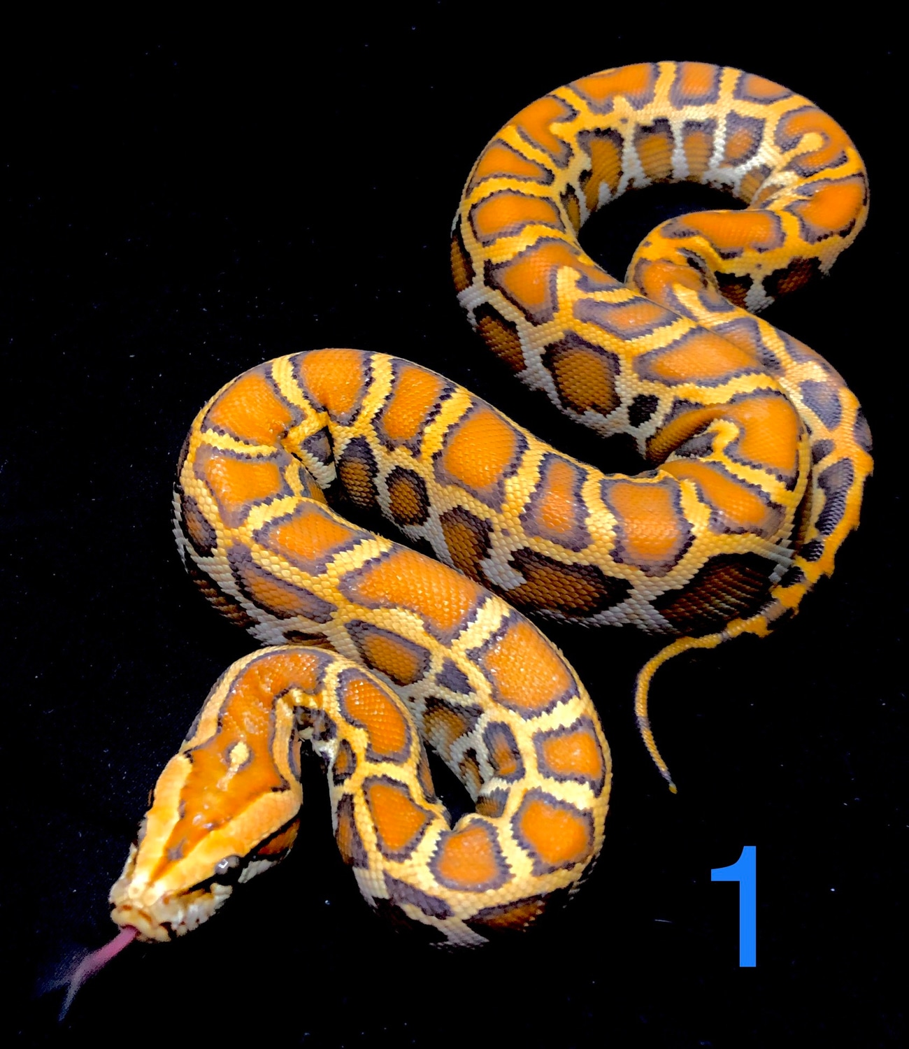 Caramel Burmese Python by Solid Snakes - MorphMarket