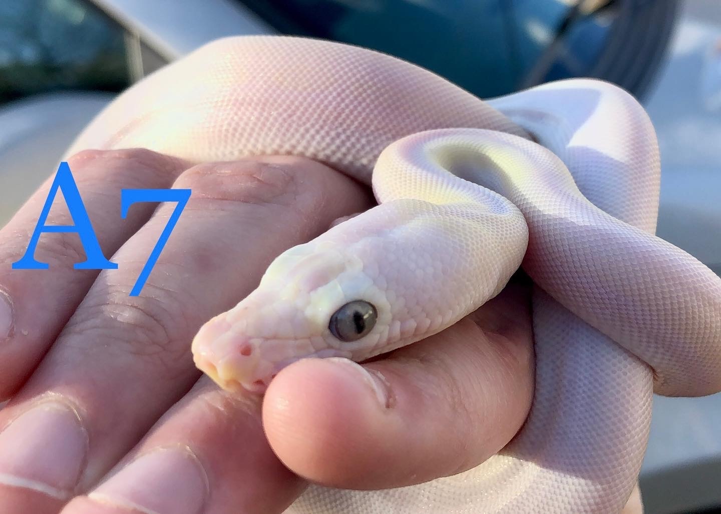 Cow Reticulated Python by Solid Snakes - MorphMarket