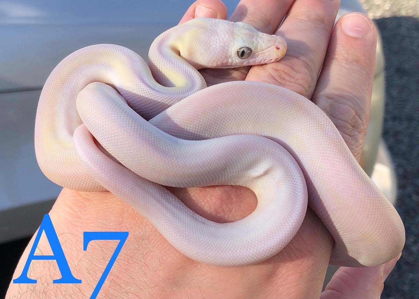 Cow Reticulated Python by Solid Snakes - MorphMarket