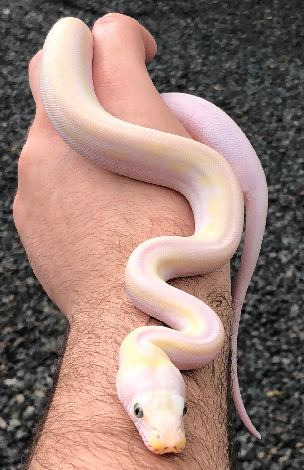 Cow Reticulated Python by Solid Snakes - MorphMarket