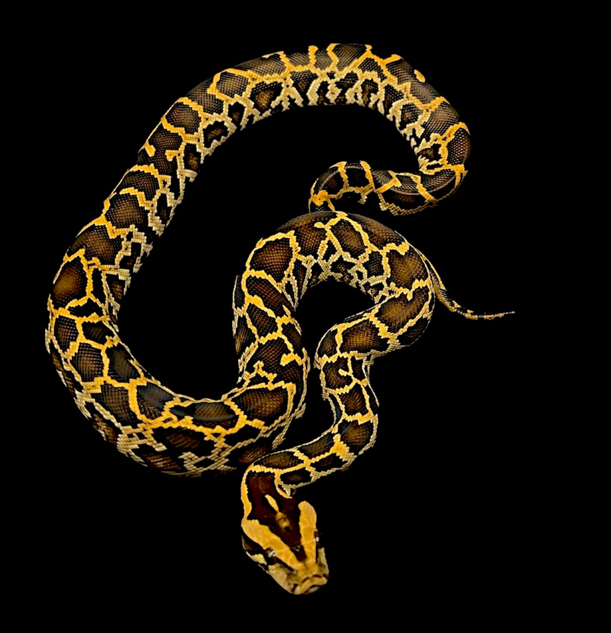 DH Granite / Caramel Burmese Python by Solid Snakes - MorphMarket