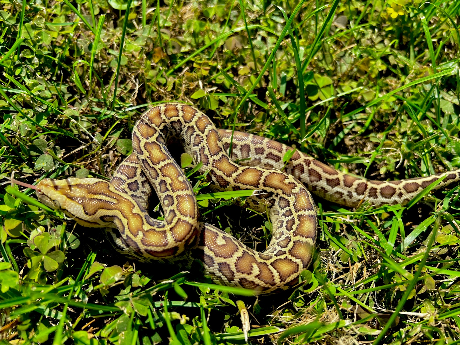 Hypo DH Caramel Granite Burmese Python by Solid Snakes - MorphMarket