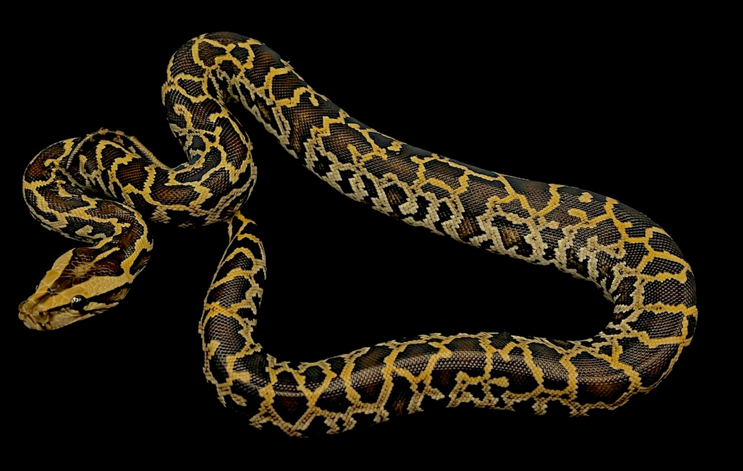 DH Caramel Granite Burmese Python by Solid Snakes - MorphMarket