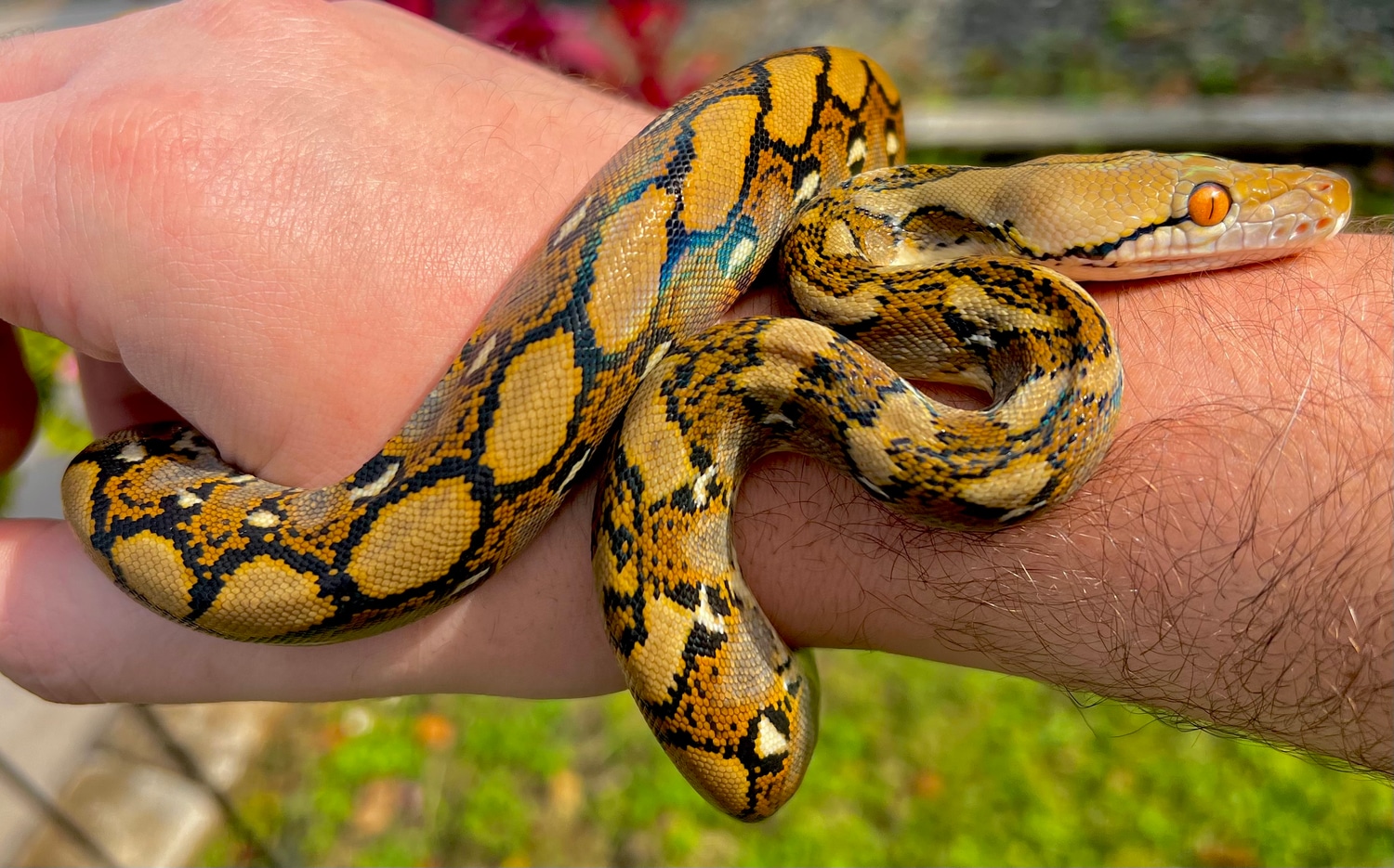 Black Friday Sale Het Orange Ghost Stripe Reticulated Python by Solid ...