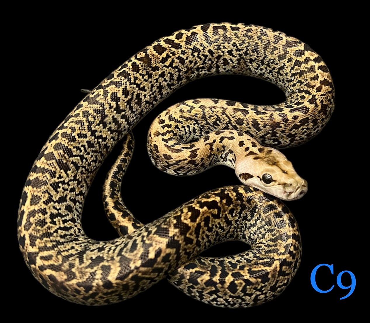 Granite Het Green Burmese Python by Solid Snakes - MorphMarket