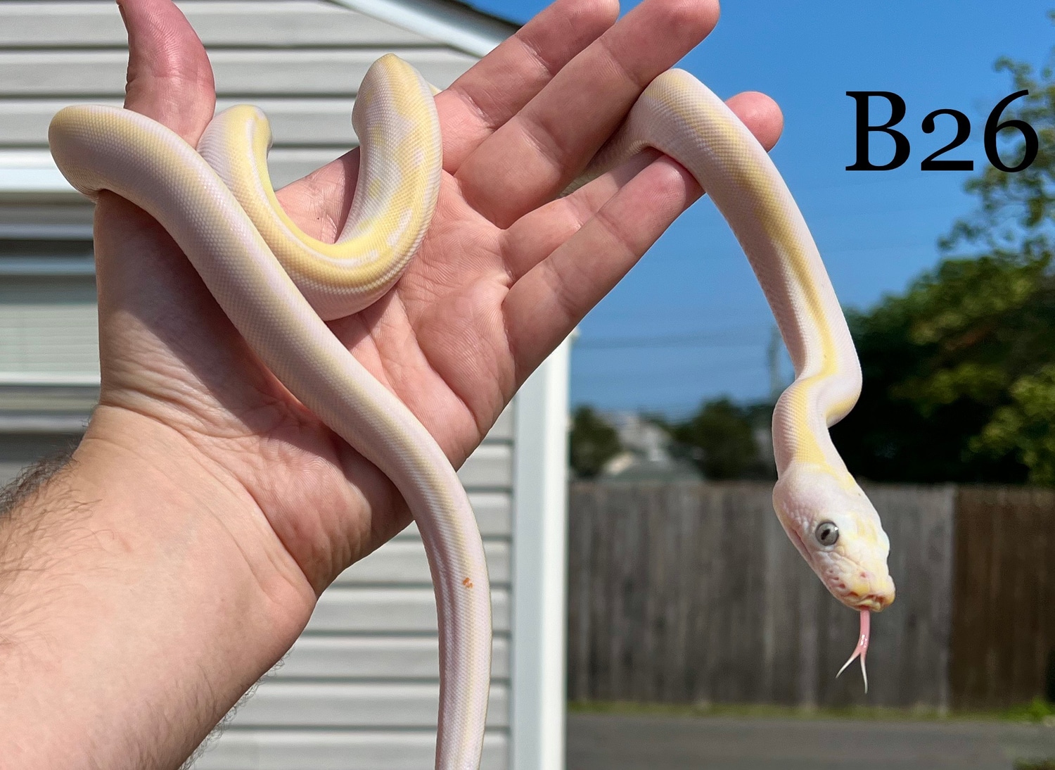 Cow Poss Platinum Reticulated Python by Solid Snakes - MorphMarket