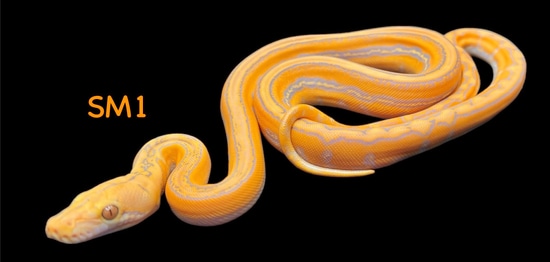 STRIPED Purple Marble Citrus Reticulated Python by Solid Snakes