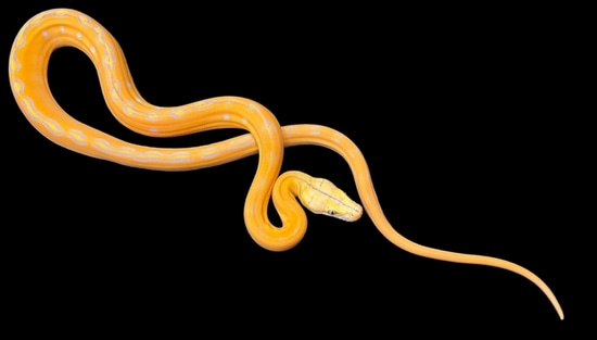 Purple Marble GC Citrus Reticulated Python by Solid Snakes