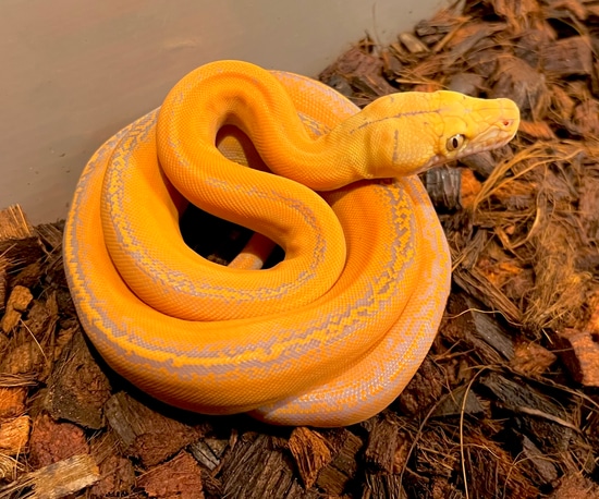 Purple Marble Goldenchild Citrus Reticulated Python by Solid Snakes