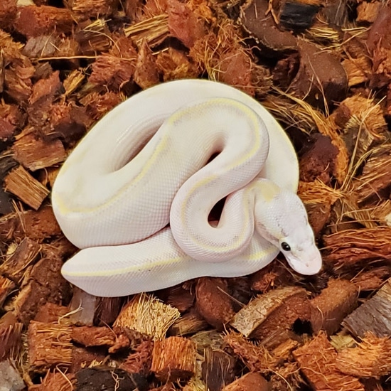 Pastel Ivory Ball Python by Delmarva Ball Pythons