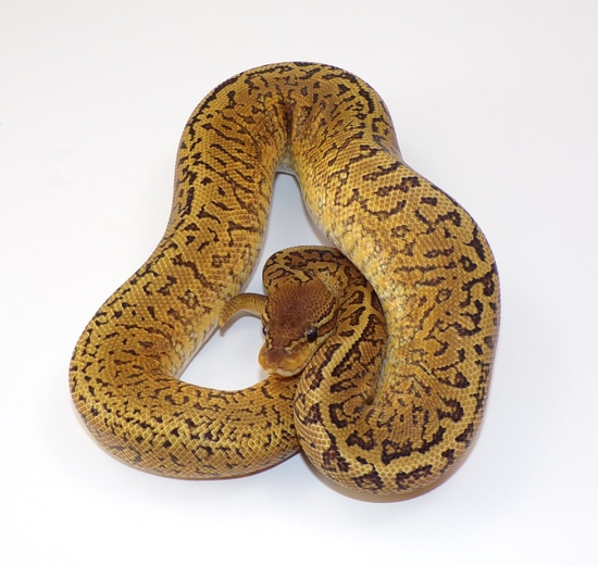 Phantom Monsoon Ball Python by Delphi Pythons