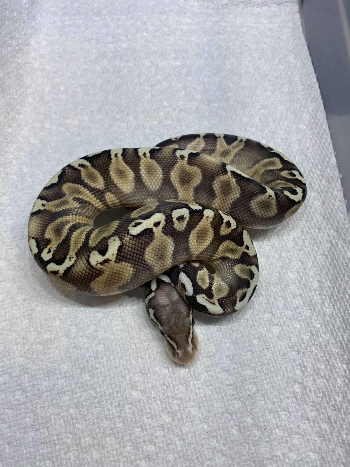 Pastel Lesser GHI Poss Spark Ball Python by Delray Exotics - MorphMarket