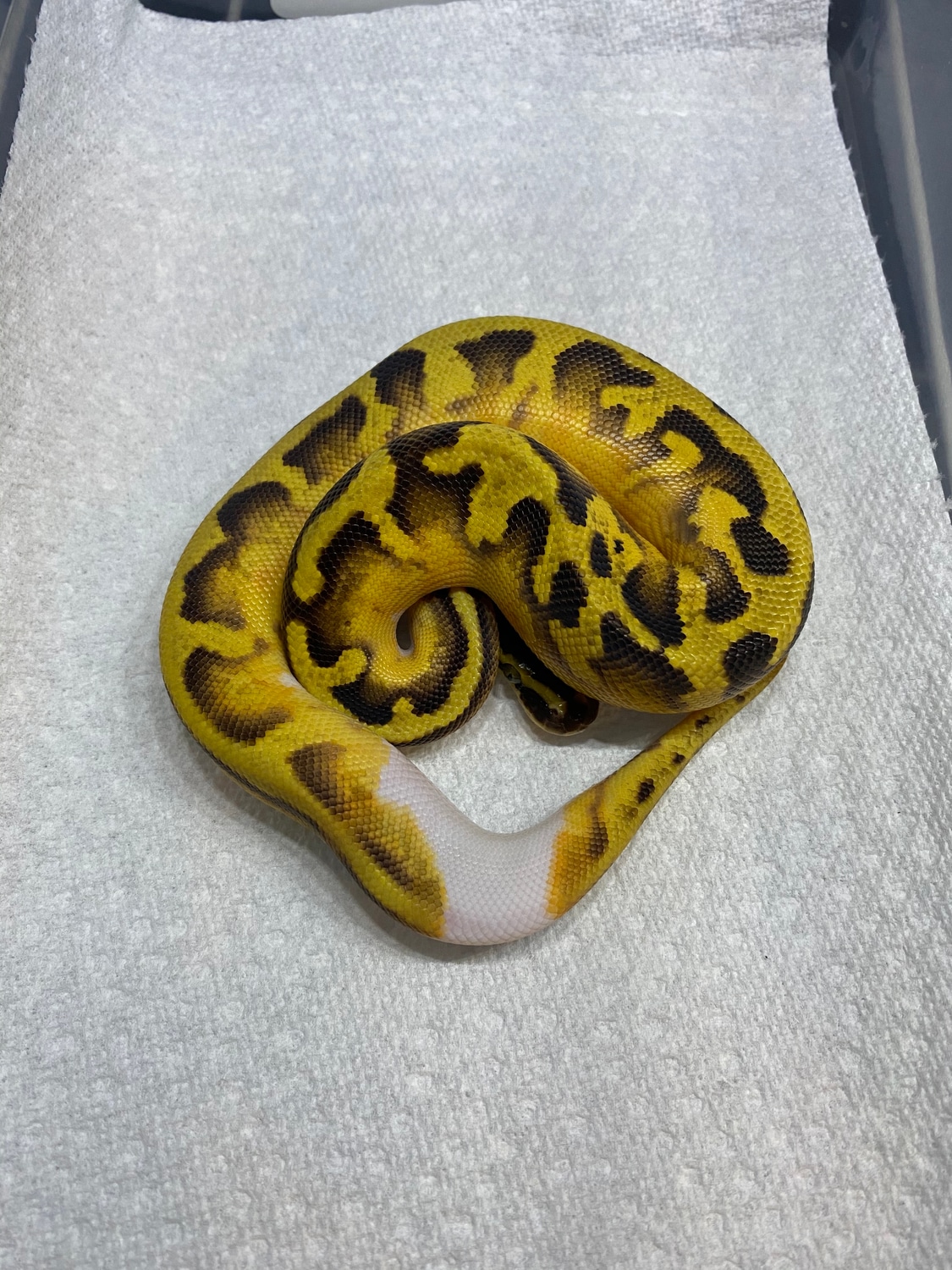 Pastel Enchi Pied Ball Python by Delray Exotics MorphMarket